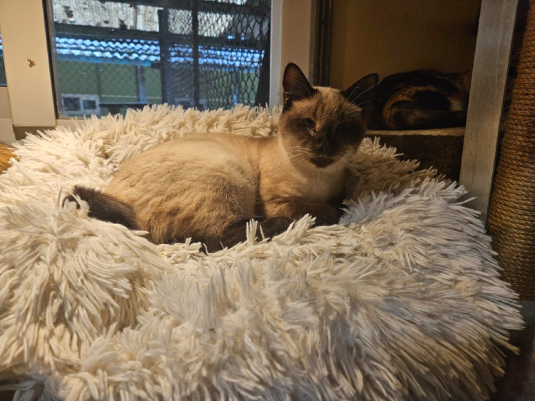 Ficelle - Chat Européen à adopter