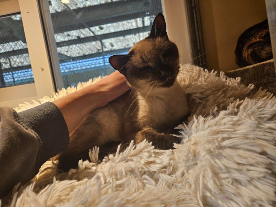 Ficelle - Chat Européen à adopter - photo 2
