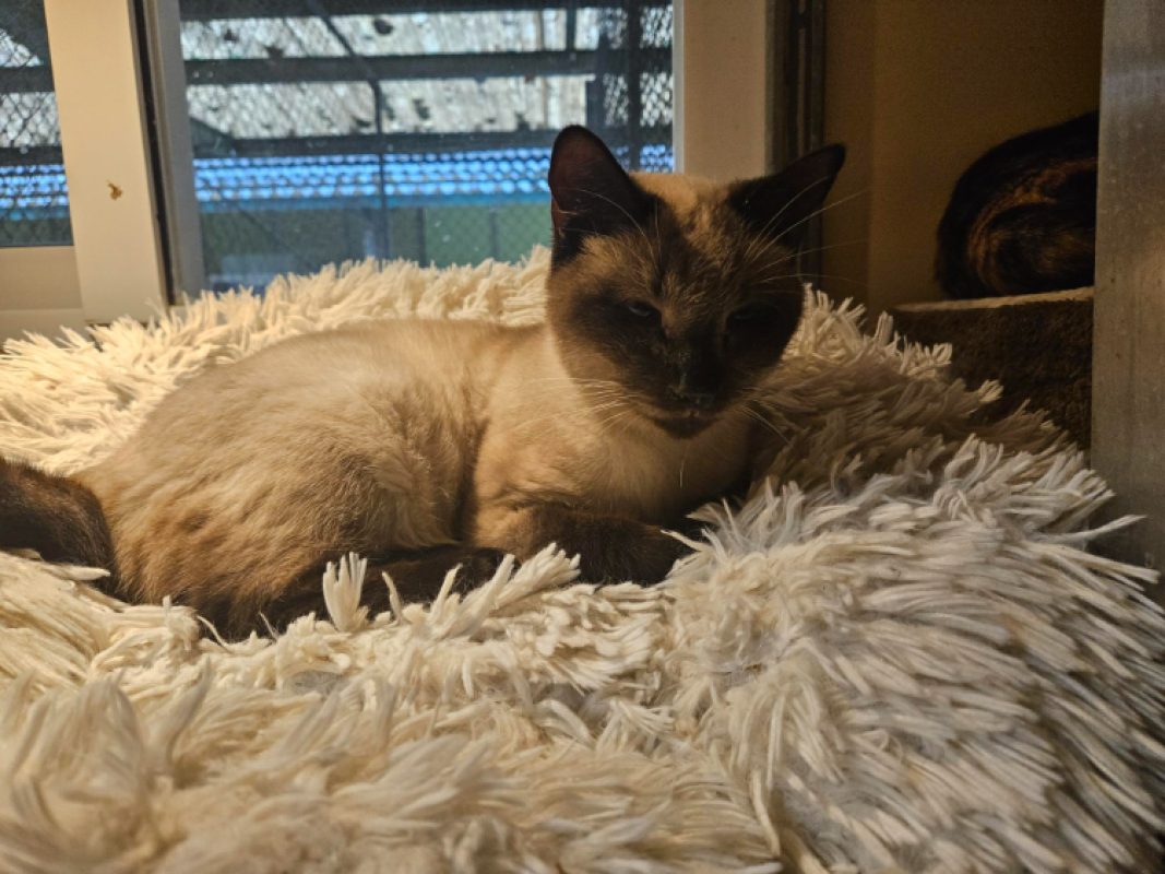 Ficelle - Chat Européen à adopter - photo 3