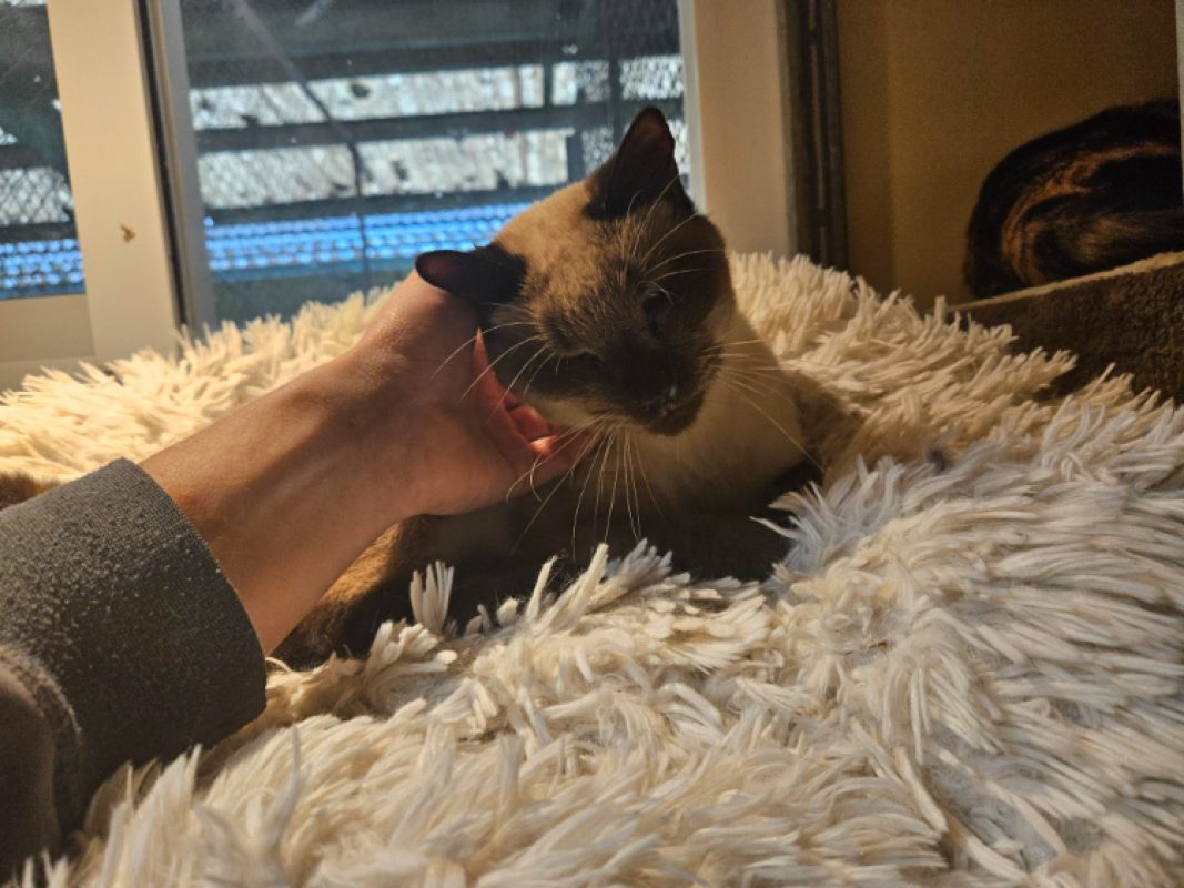 Ficelle - Chat Européen à adopter - photo 4
