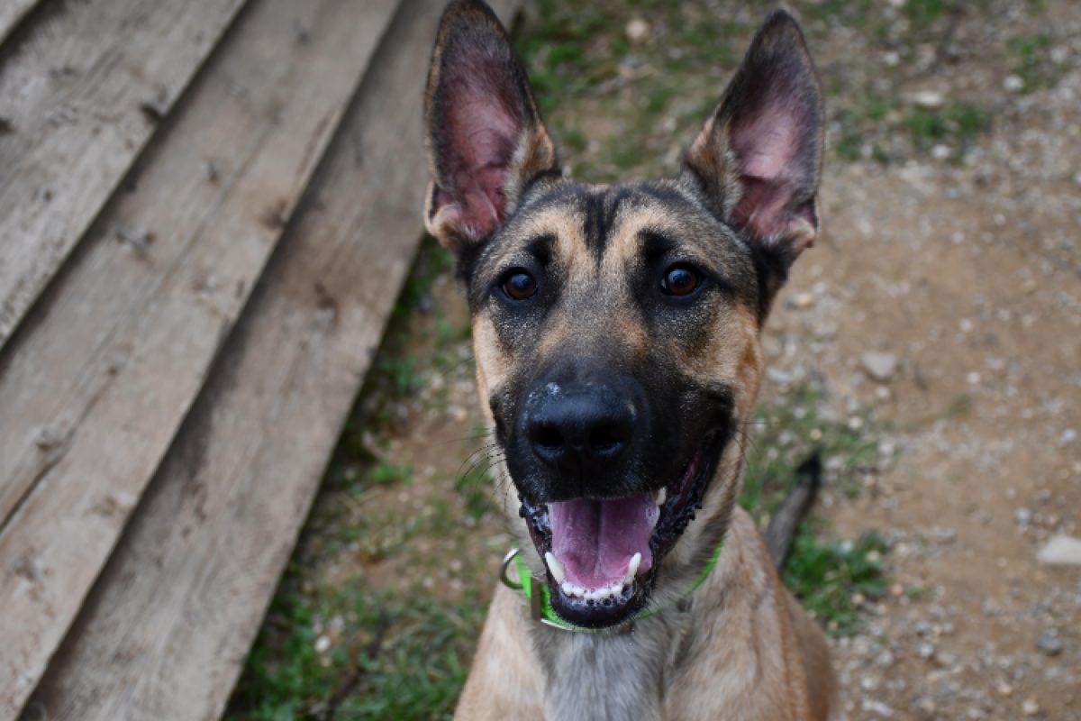 Pluto - Chien à adopter