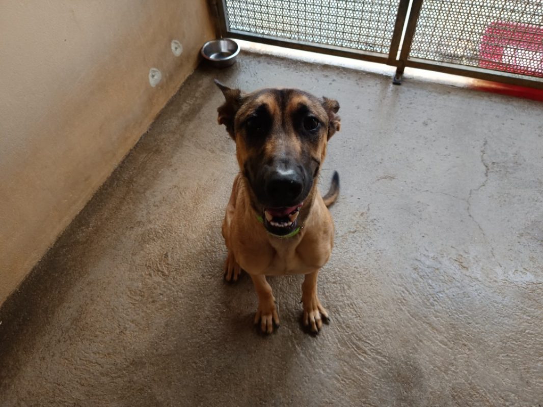 Pluto - Chien à adopter - photo 2