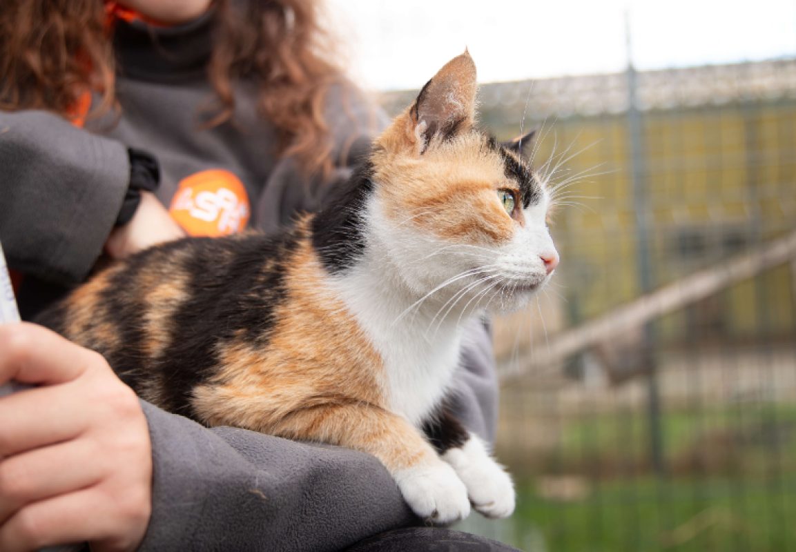 Nini - Chat Européen à adopter