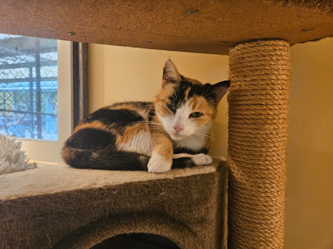 Nini - Chat Européen à adopter - photo 2