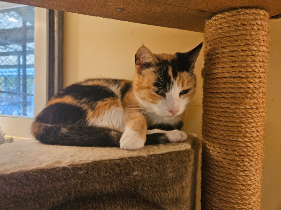 Nini - Chat Européen à adopter - photo 3