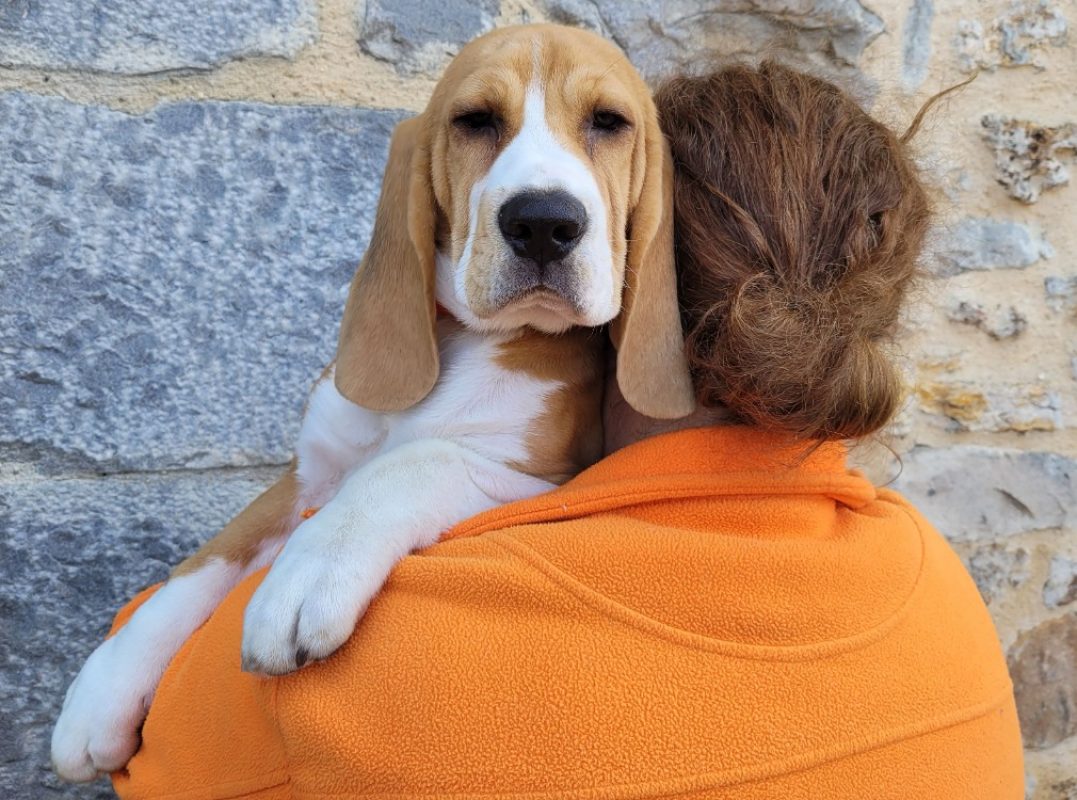 Ohio - Chien Beagle à adopter