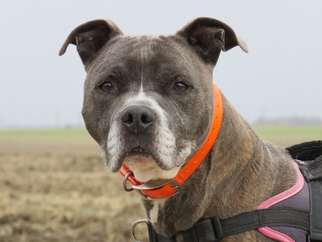 Jack - Chien à adopter