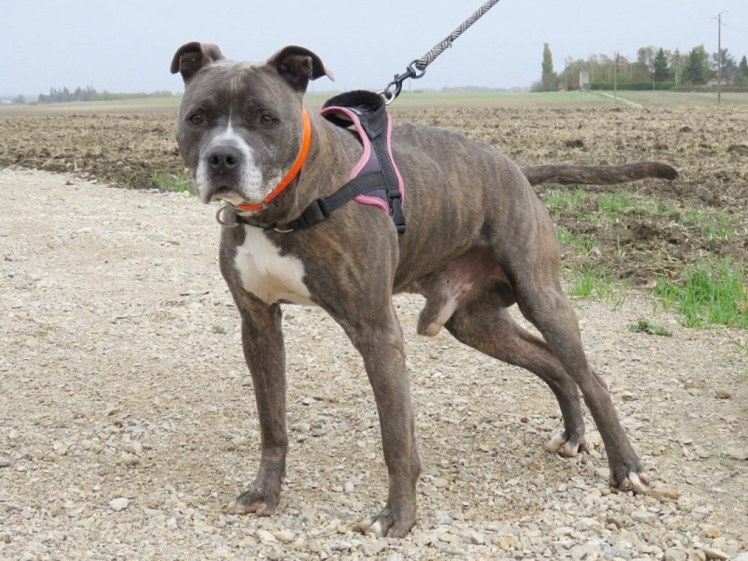 Jack - Chien à adopter - photo 2