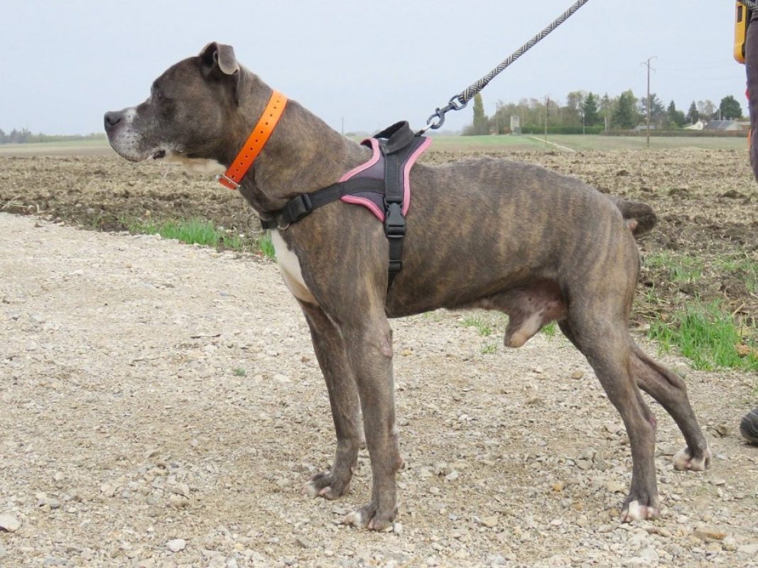 Jack - Chien à adopter - photo 3