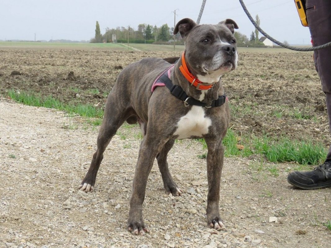Jack - Chien à adopter - photo 4