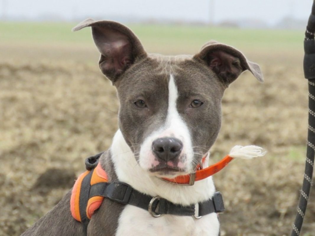 Elektra - Chien à adopter