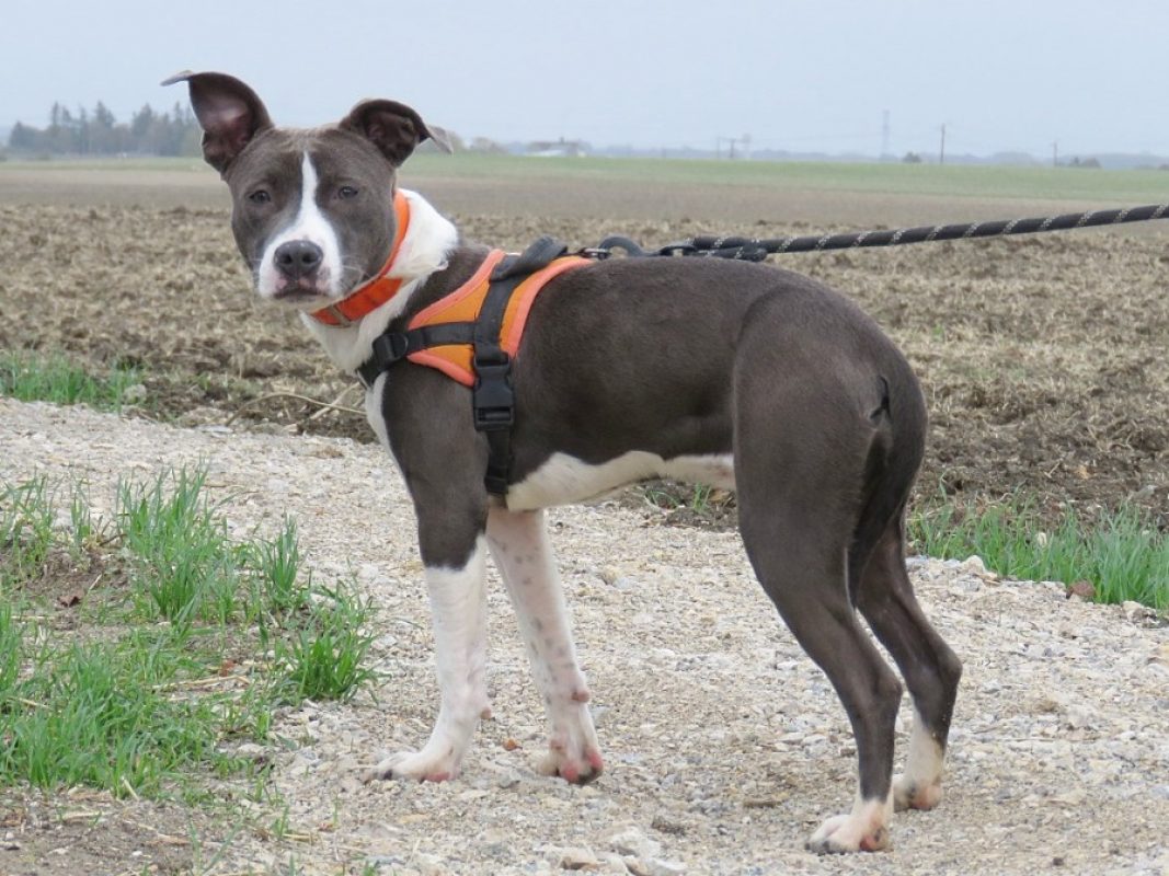 Elektra - Chien à adopter - photo 2