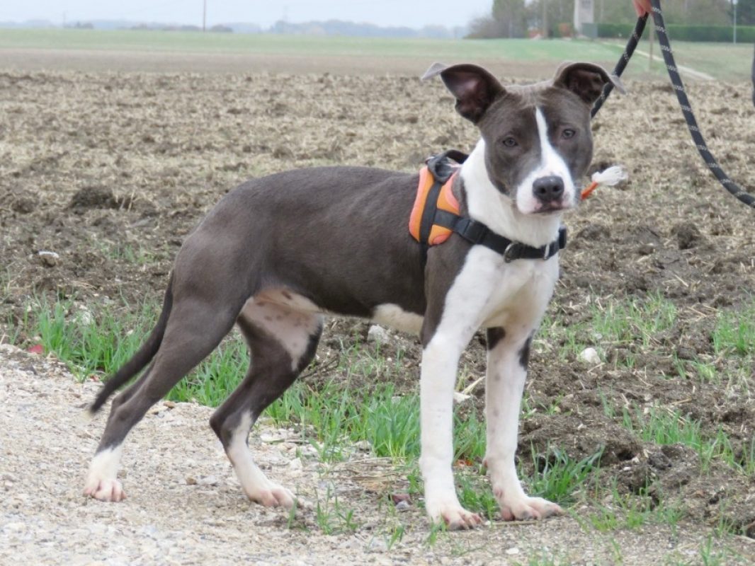 Elektra - Chien à adopter - photo 3