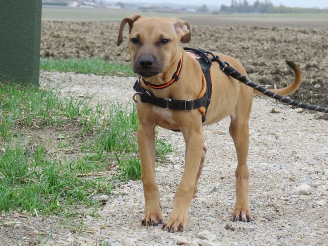 Mali - Chien Berger à adopter