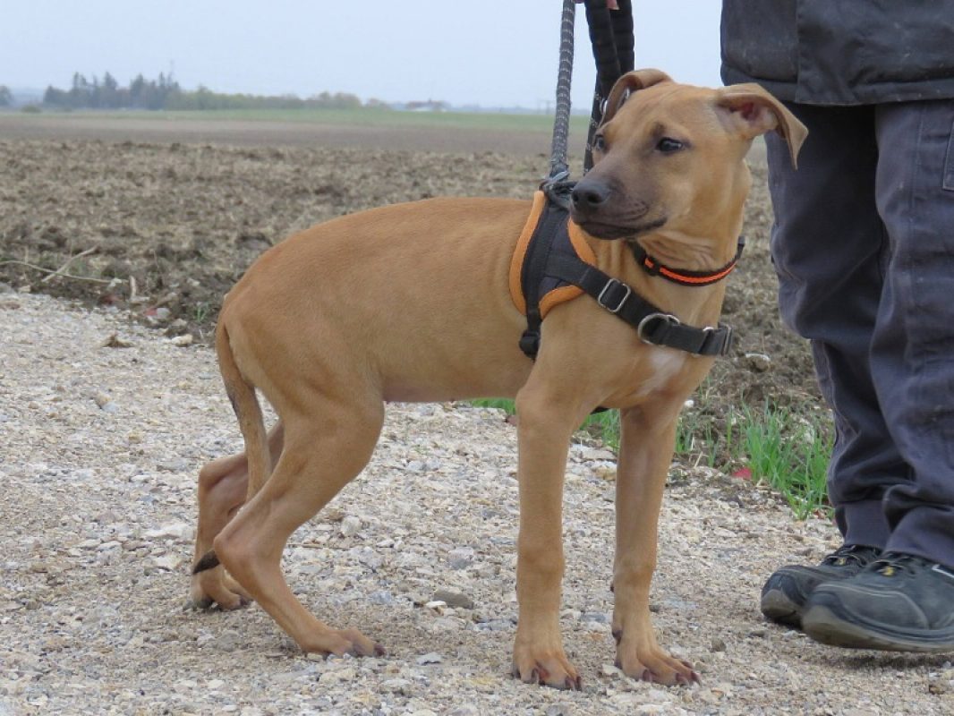 Mali - Chien Berger à adopter - photo 2