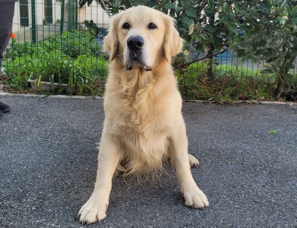 S cobar - Chien à adopter
