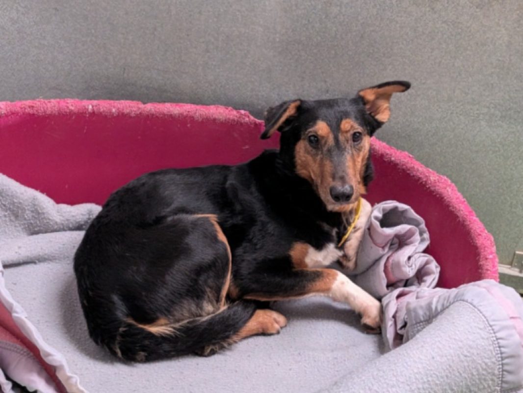 Chili - Chien à adopter