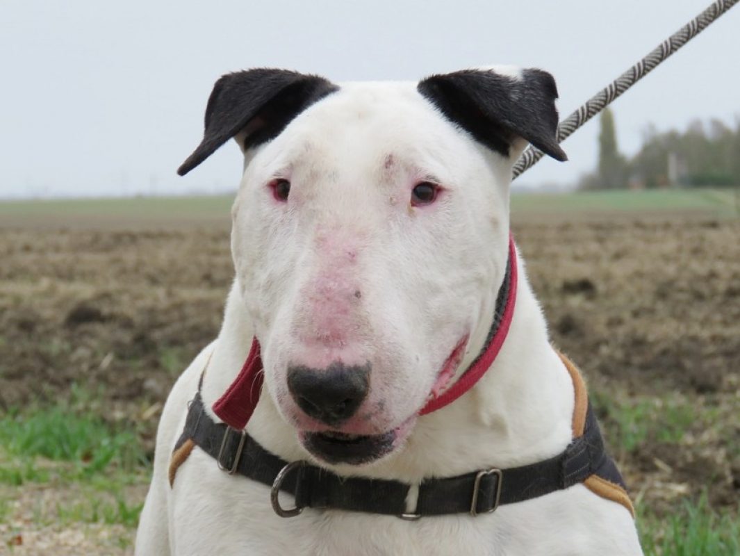 Lord - Chien Bull Terrier à adopter