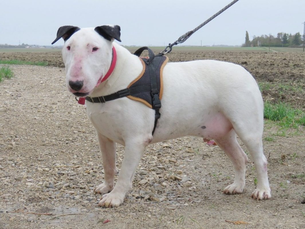 Lord - Chien Bull Terrier à adopter - photo 2
