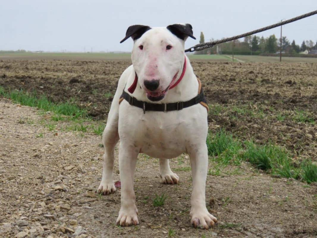 Lord - Chien Bull Terrier à adopter - photo 3