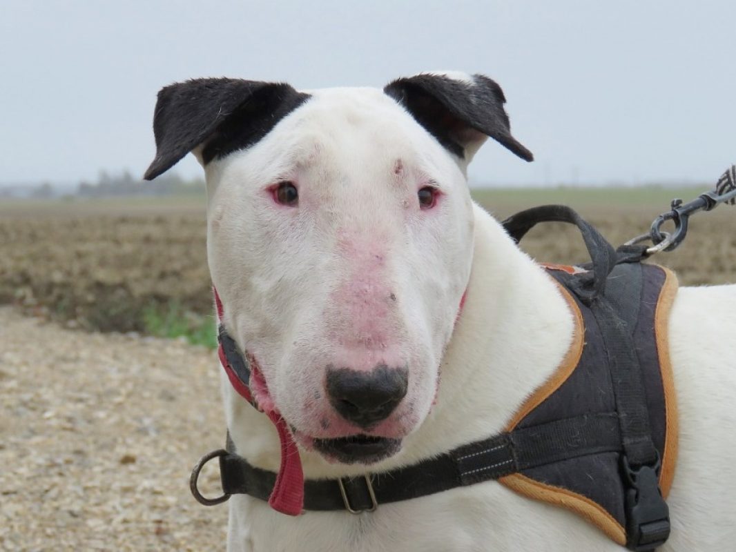 Lord - Chien Bull Terrier à adopter - photo 4