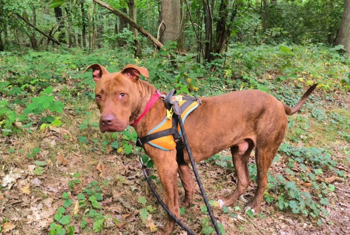 Photo #3 de Marcus paa