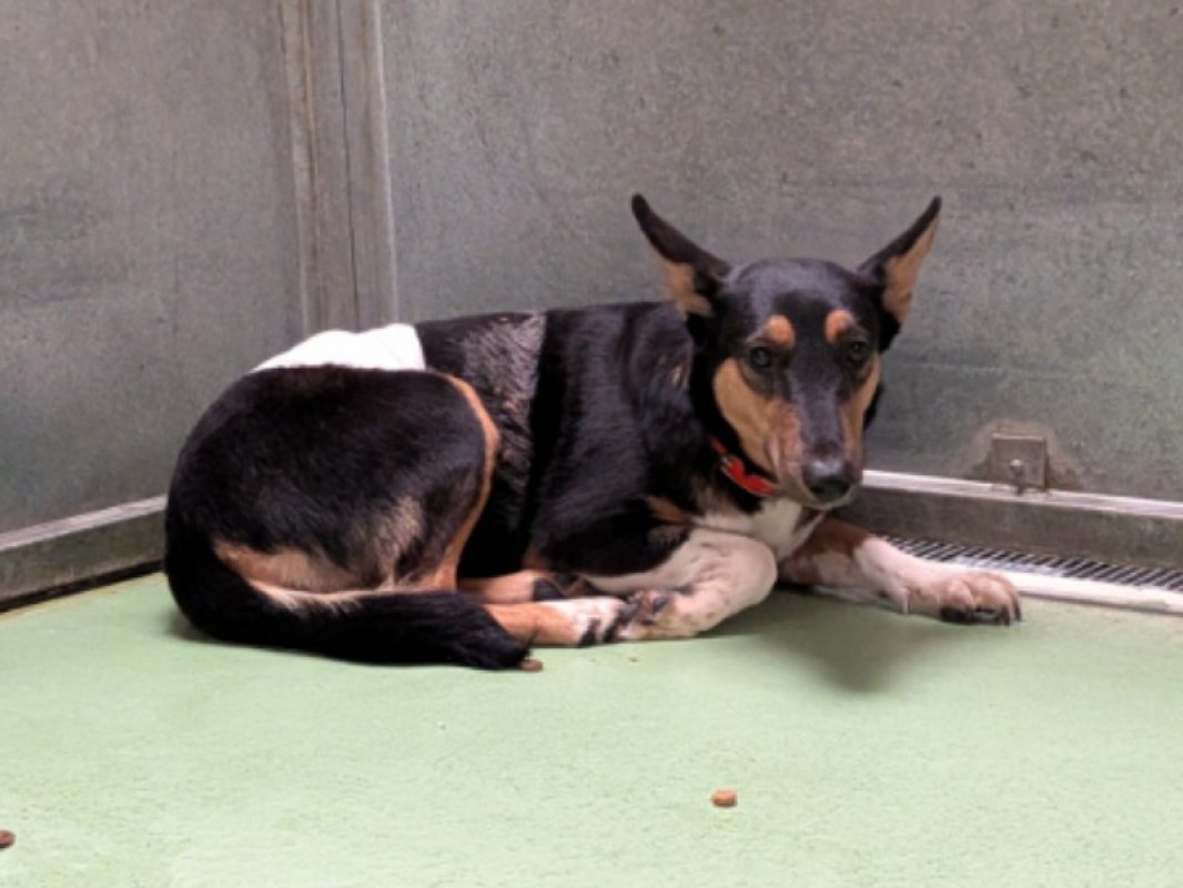 Harissa - Chien à adopter