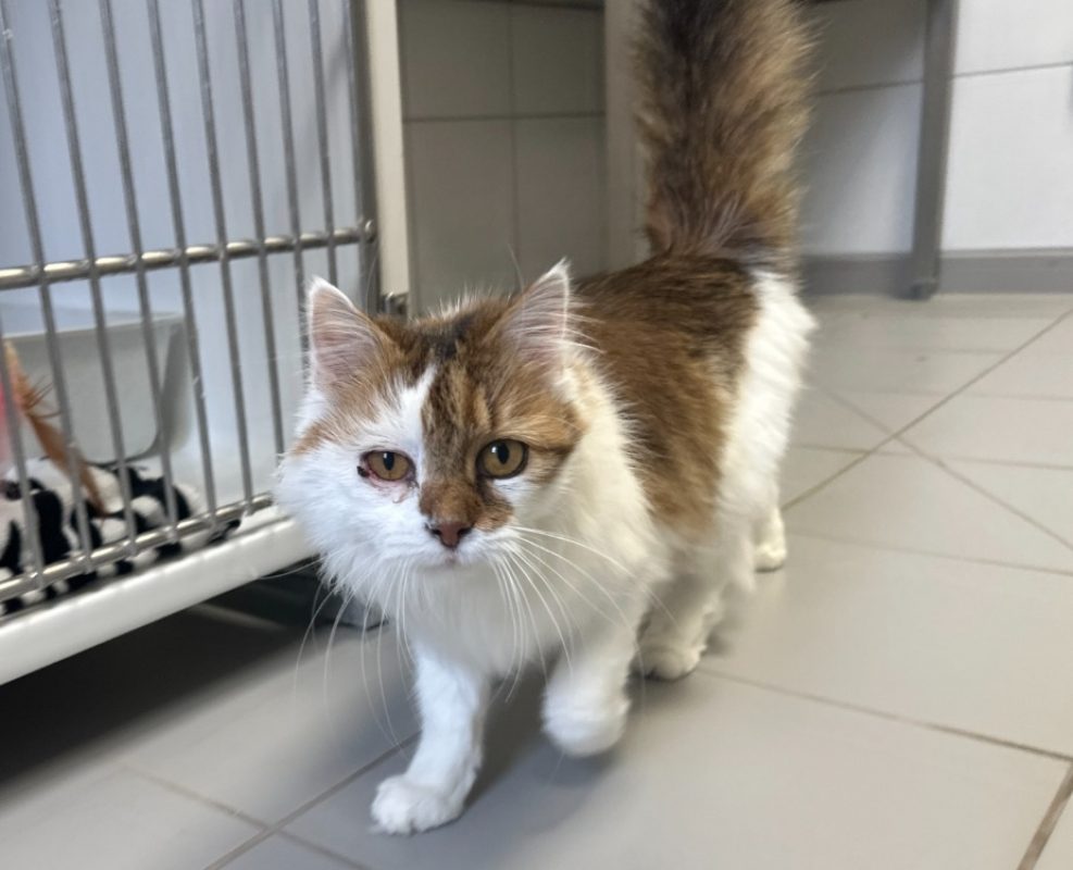 Minnie - Chat Européen à adopter