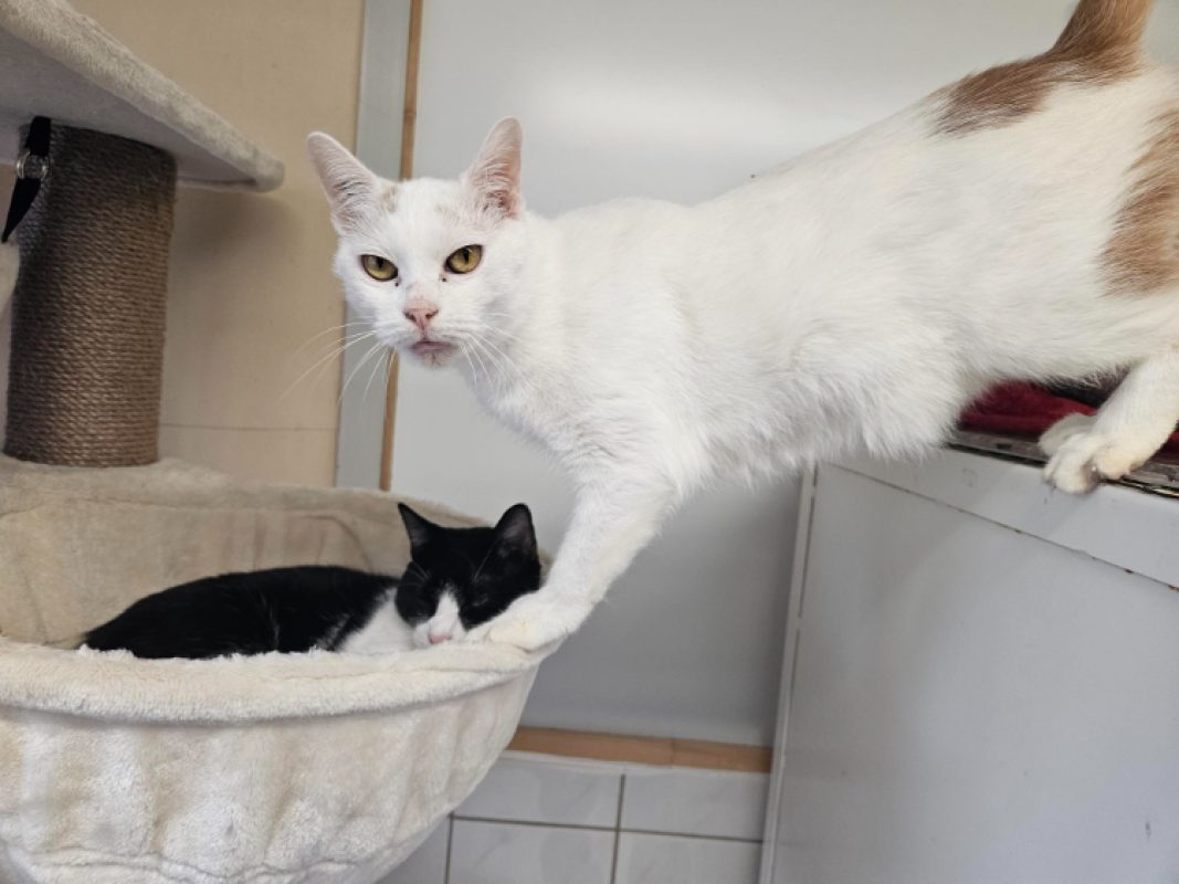 Paco - Chat Européen à adopter
