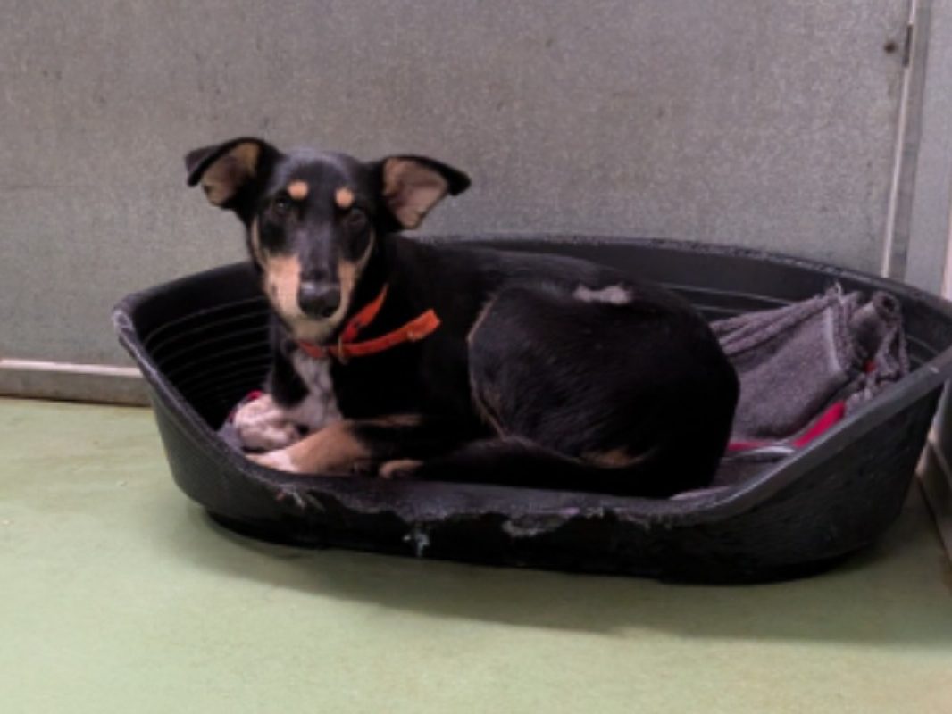 Wasabi - Chien à adopter
