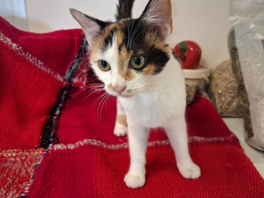 Fleur - Chat Européen à adopter