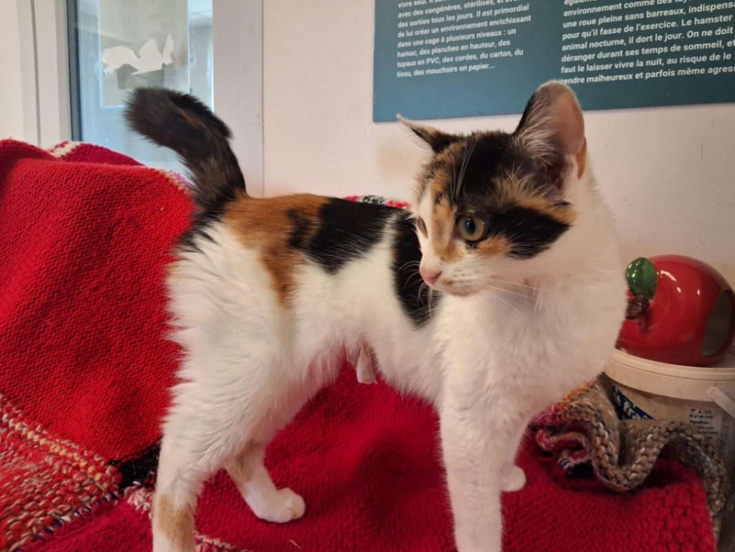 Fleur - Chat Européen à adopter - photo 2