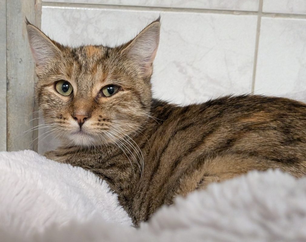 Flamme - Chat Européen à adopter