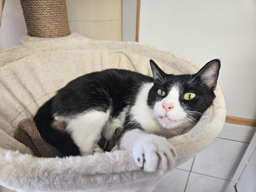 Panda - Chat Européen à adopter