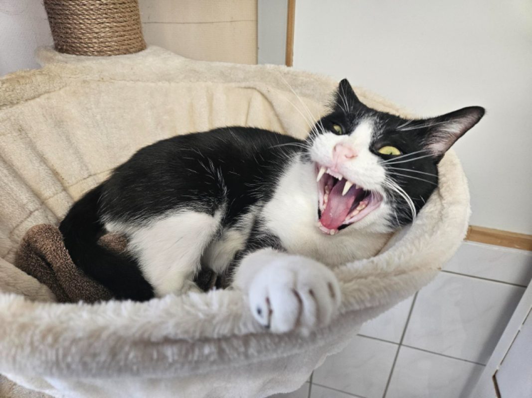 Panda - Chat Européen à adopter - photo 2