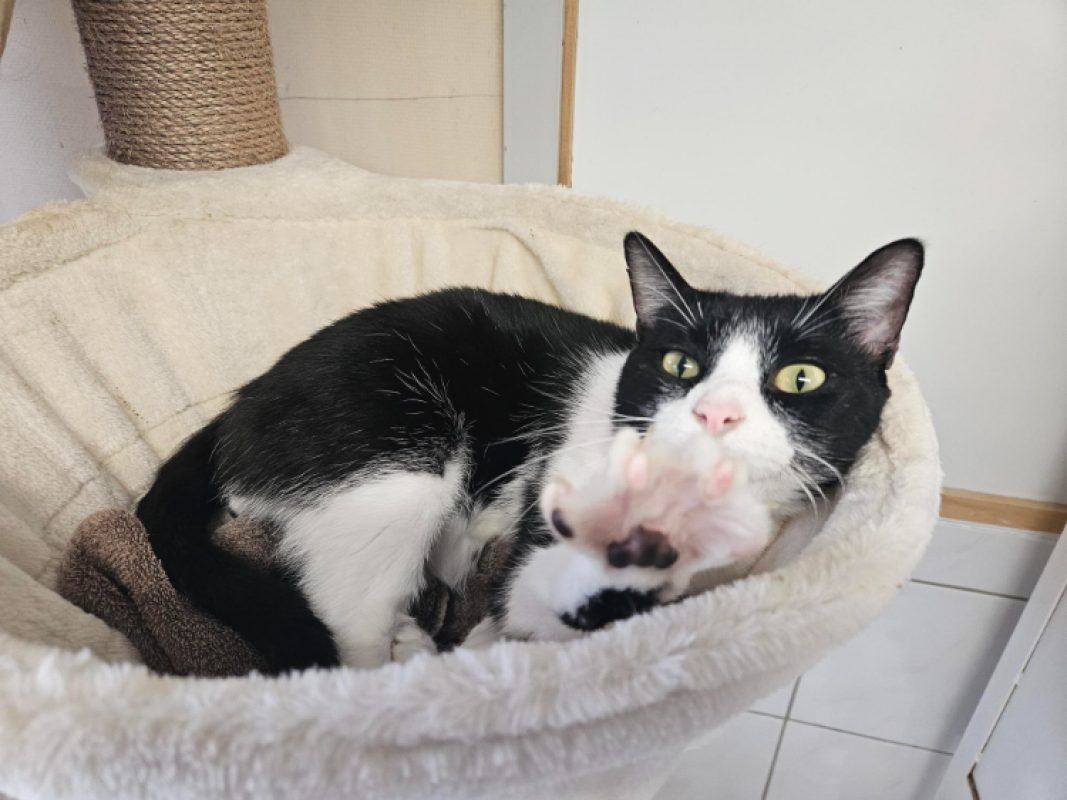 Panda - Chat Européen à adopter - photo 3