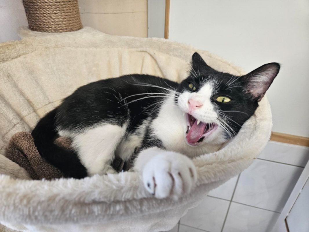 Panda - Chat Européen à adopter - photo 4