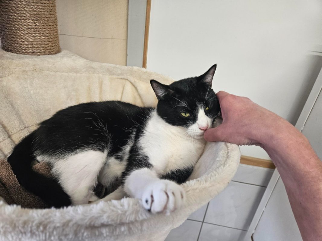 Panda - Chat Européen à adopter - photo 5