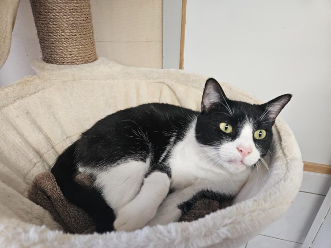 Panda - Chat Européen à adopter - photo 6