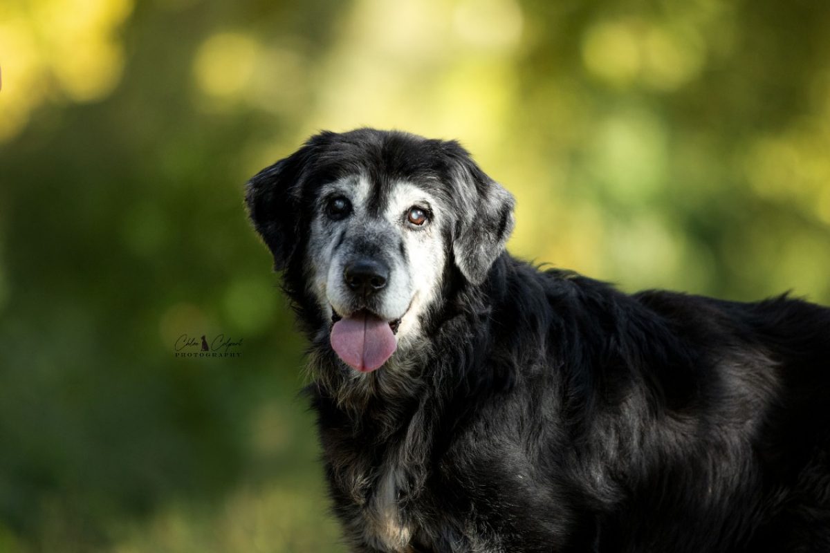 Ramsès - Chien à adopter