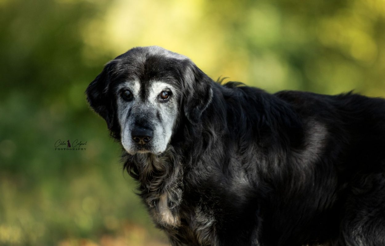 Ramsès - Chien à adopter - photo 2