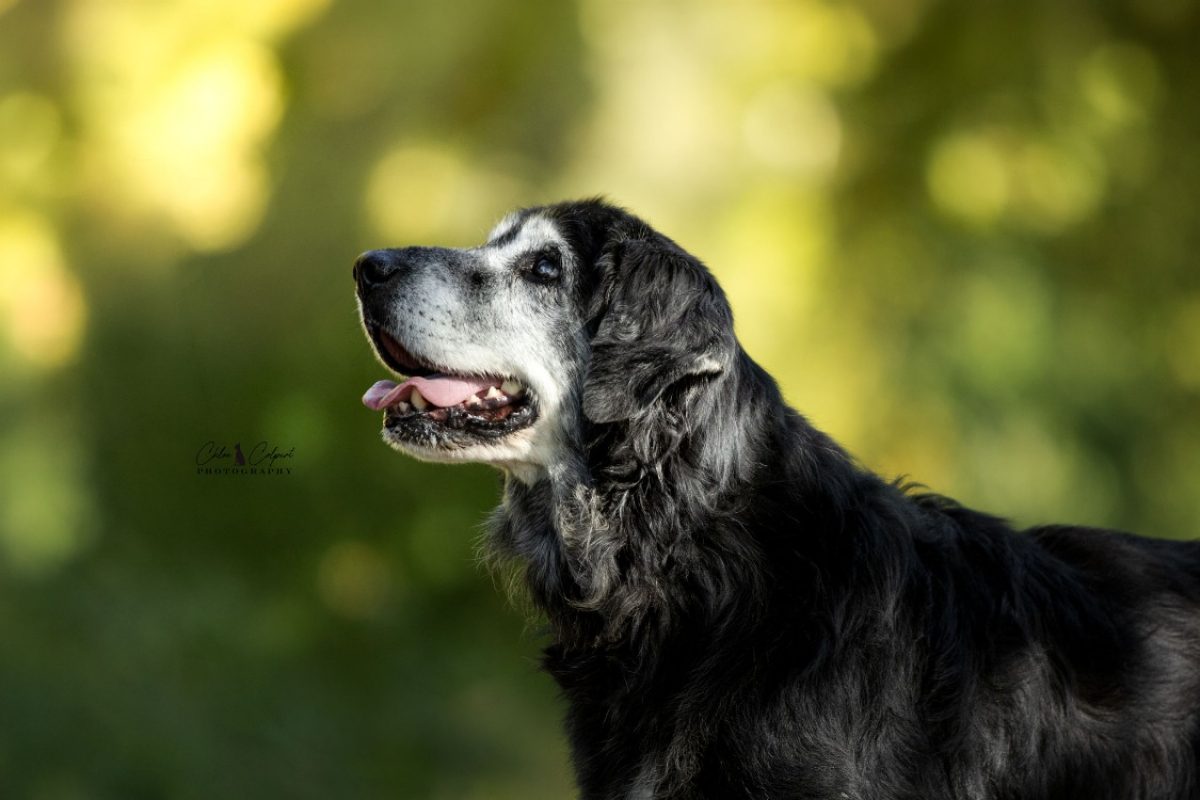 Ramsès - Chien à adopter - photo 3