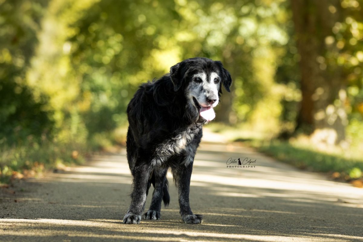 Ramsès - Chien à adopter - photo 4