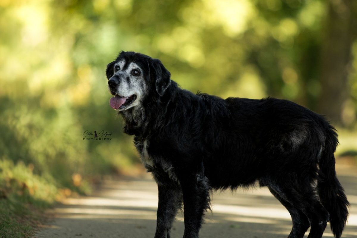 Ramsès - Chien à adopter - photo 5