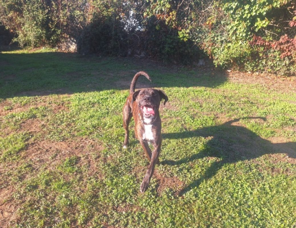Taicky - Chien Boxer à adopter