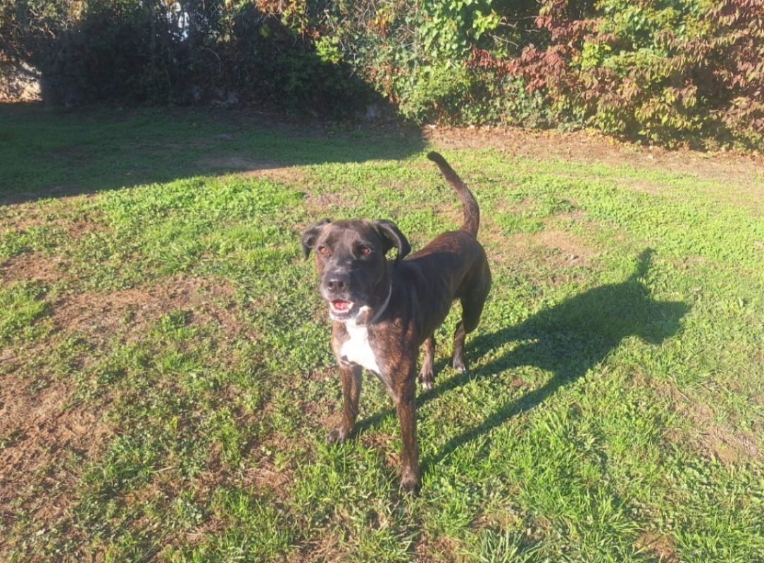 Taicky - Chien Boxer à adopter - photo 2