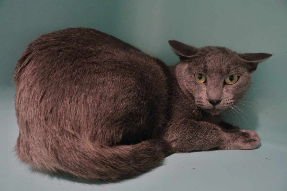 Zeste - Chat Européen à adopter
