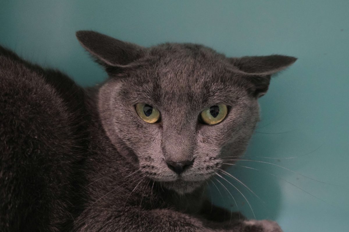 Zeste - Chat Européen à adopter - photo 2