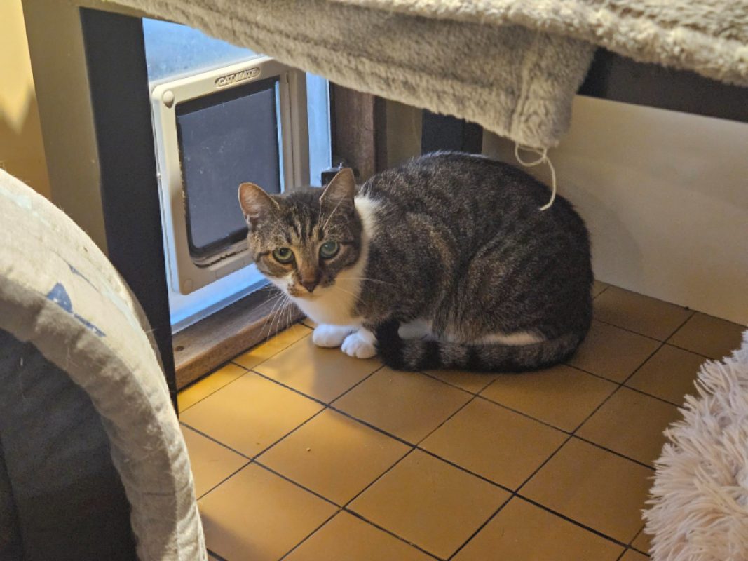 Vanille - Chat Européen à adopter