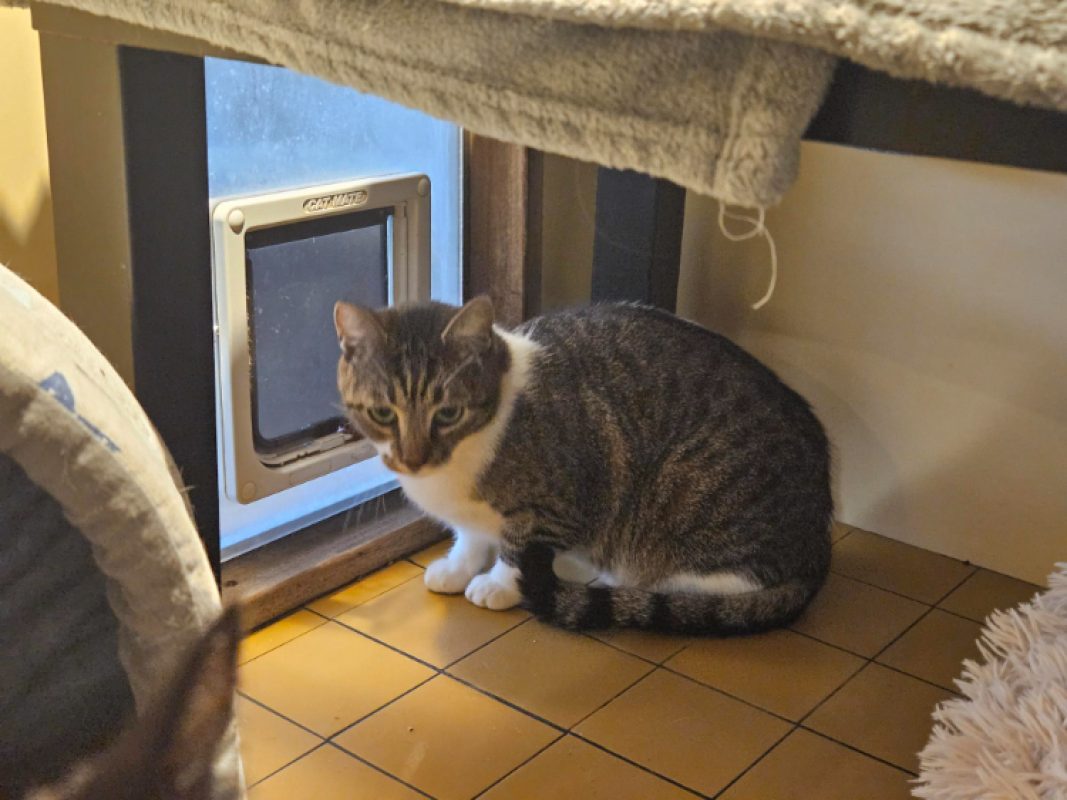 Vanille - Chat Européen à adopter - photo 2